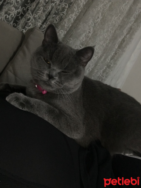 British Shorthair, Kedi  Pia fotoğrafı