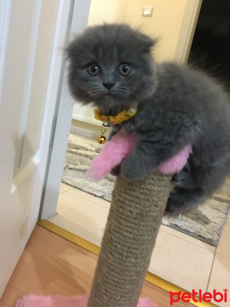 British Shorthair, Kedi  Pia fotoğrafı