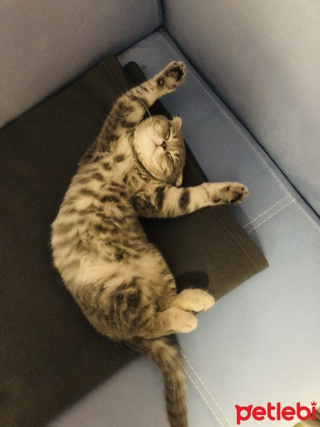 Scottish Fold, Kedi  Suşi fotoğrafı