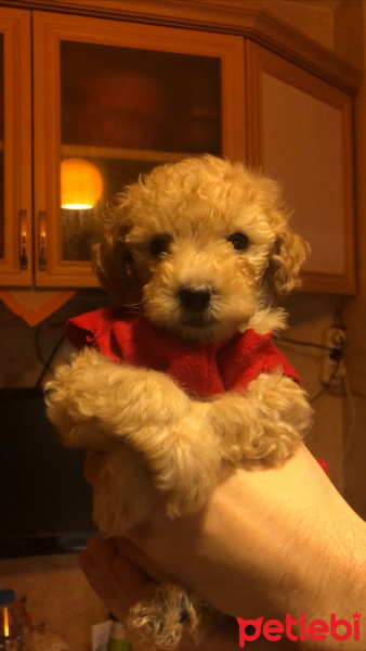 Poodle (Minyatür Kaniş), Köpek  Alesta fotoğrafı