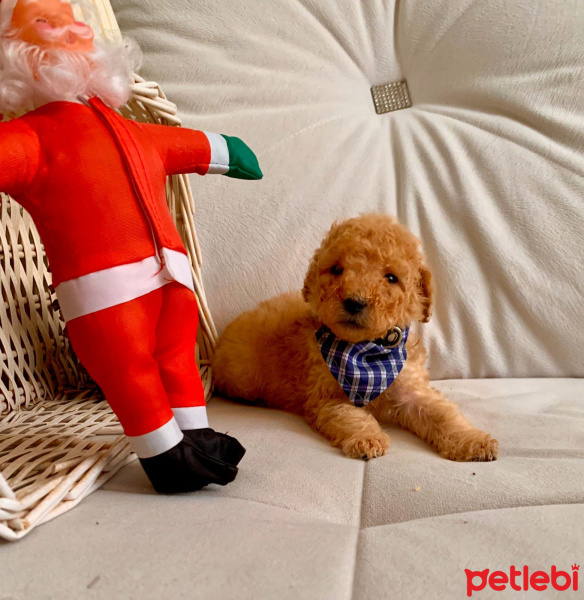 Poodle (Minyatür Kaniş), Köpek  Alesta fotoğrafı