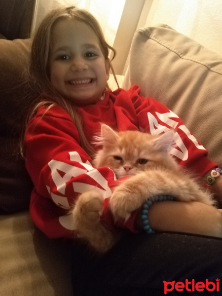 İran Kedisi (Persian), Kedi  Mia fotoğrafı