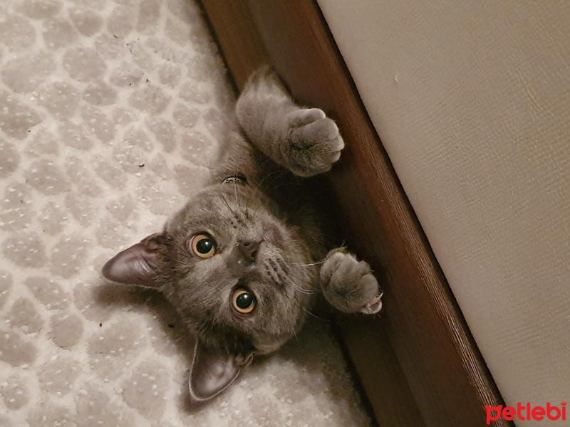 British Shorthair, Kedi  Patron fotoğrafı
