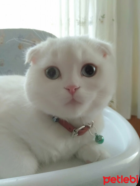 Scottish Fold, Kedi  boncuk fotoğrafı