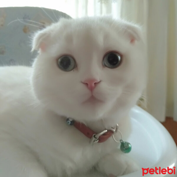 Scottish Fold, Kedi  boncuk fotoğrafı