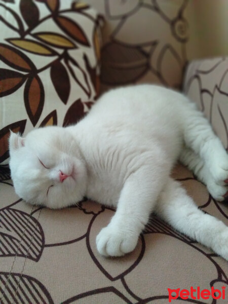 Scottish Fold, Kedi  boncuk fotoğrafı