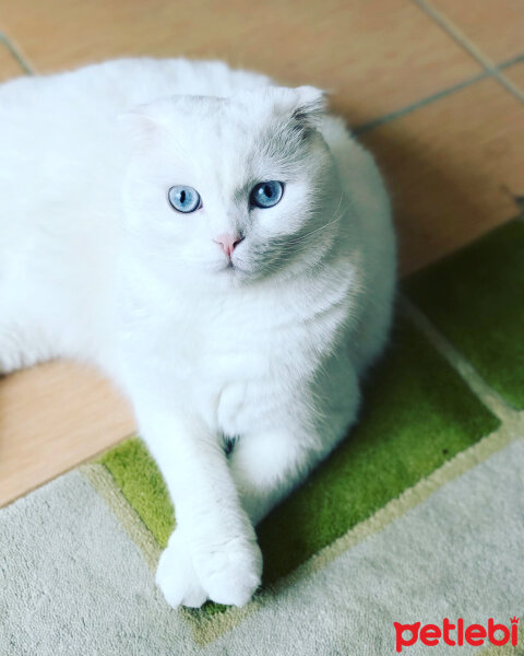 Scottish Fold, Kedi  boncuk fotoğrafı