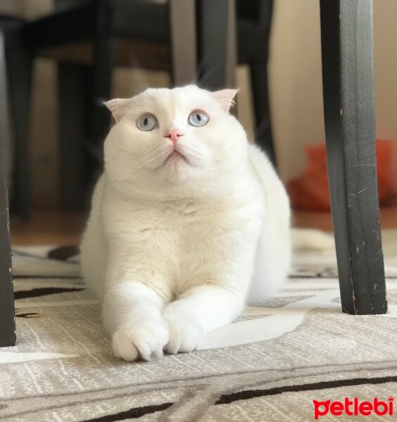 Scottish Fold, Kedi  boncuk fotoğrafı