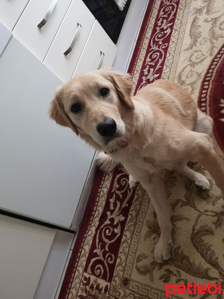 Golden Retriever, Köpek  Arya fotoğrafı