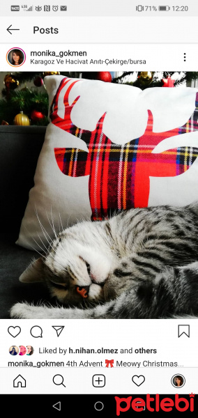 Egyptian Maular, Kedi  Roxy fotoğrafı