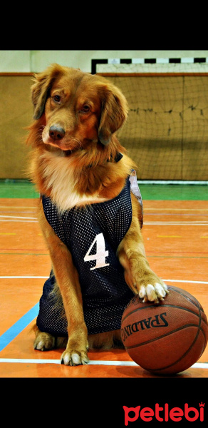Golden Retriever, Köpek  Tango fotoğrafı