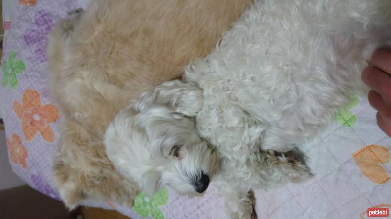 Maltese, Köpek  Cessi fotoğrafı