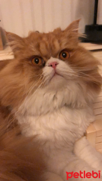 Chinchilla, Kedi  MINCIR fotoğrafı
