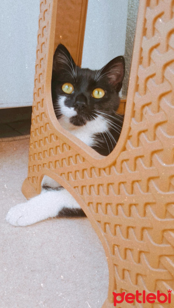 Tekir Kedi, Kedi  Müzeyyen fotoğrafı