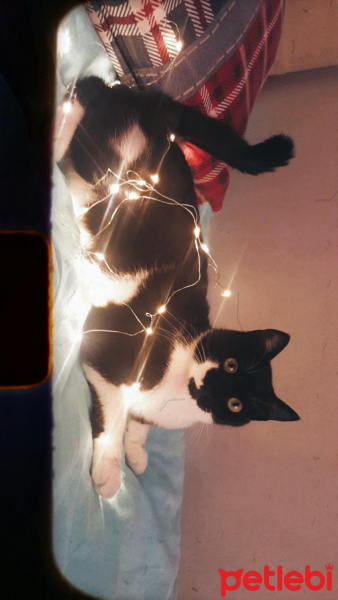 Tekir Kedi, Kedi  Müzeyyen fotoğrafı