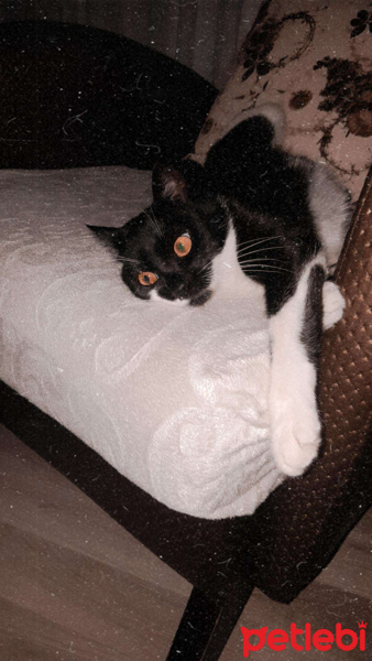 Tekir Kedi, Kedi  Müzeyyen fotoğrafı