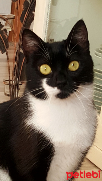 Tekir Kedi, Kedi  Müzeyyen fotoğrafı