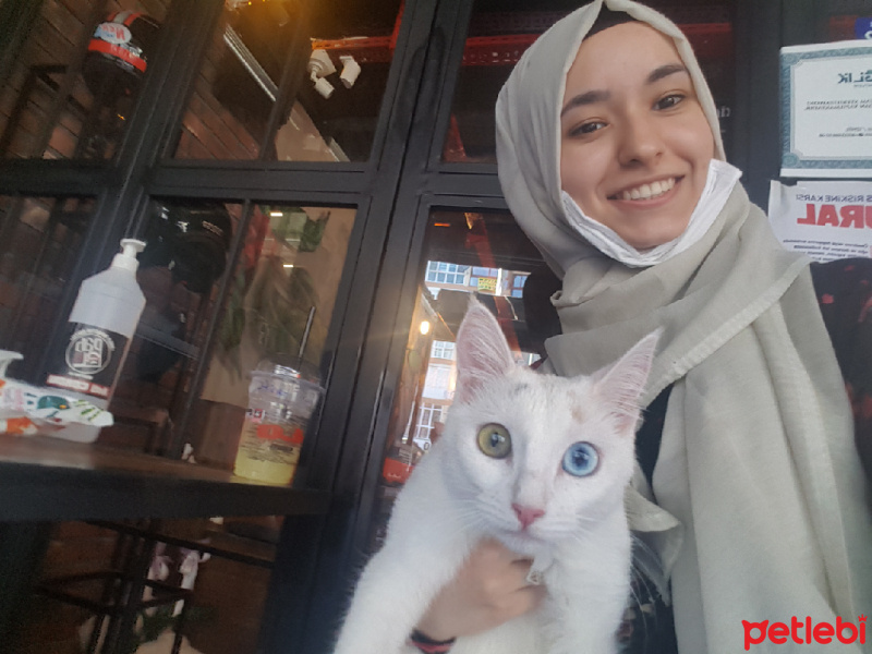 Van Kedisi, Kedi  Melek fotoğrafı