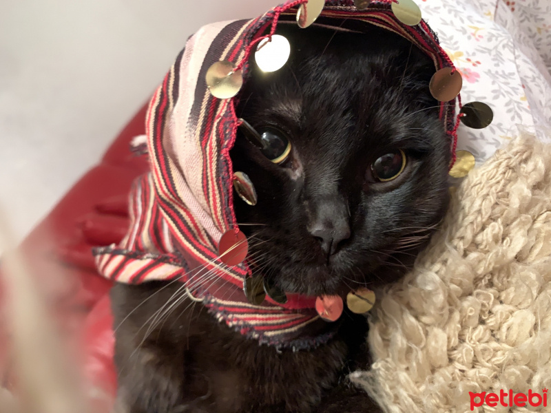 Siyam Kedisi, Kedi  KARAM fotoğrafı
