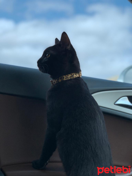 Siyam Kedisi, Kedi  KARAM fotoğrafı