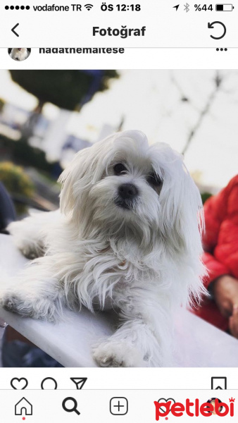 Maltese, Köpek  Nada fotoğrafı
