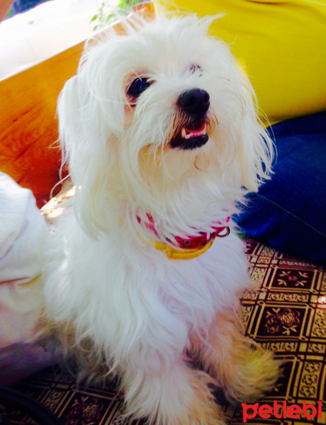 Maltese, Köpek  Nada fotoğrafı