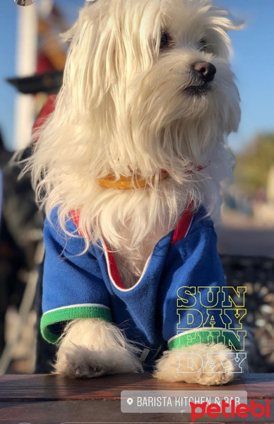Maltese, Köpek  Nada fotoğrafı