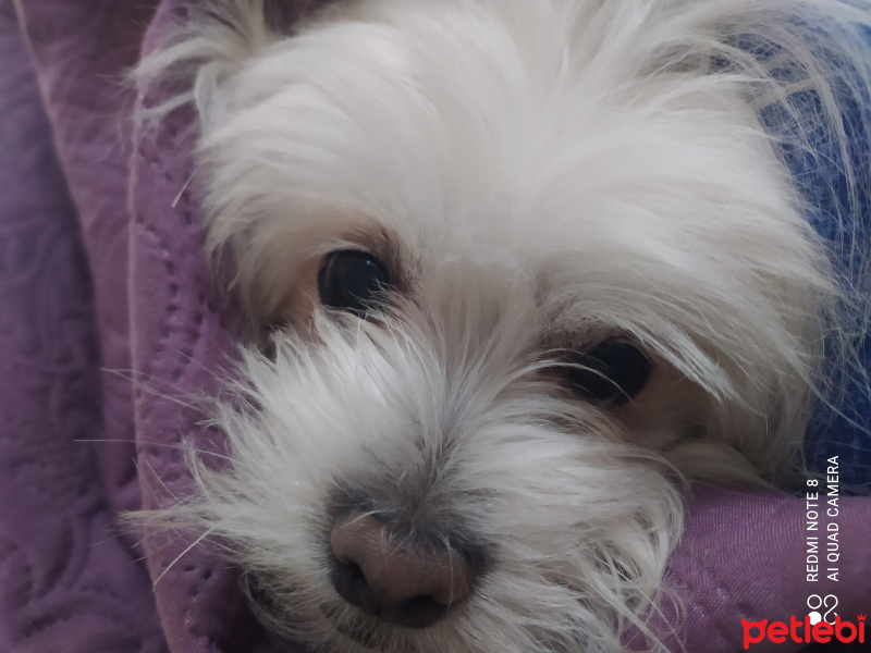 Maltese, Köpek  Nada fotoğrafı