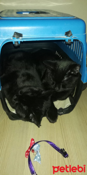 Scottish Fold, Kedi  Zeytin ve badem fotoğrafı
