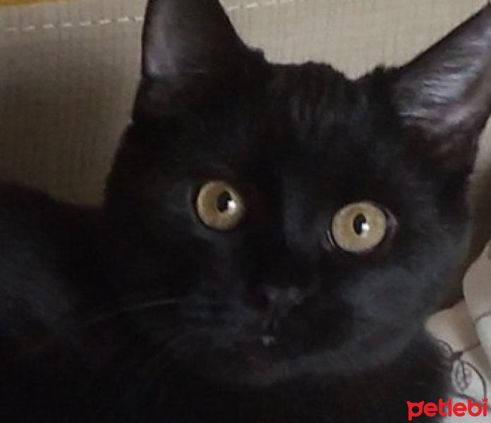 Scottish Fold, Kedi  Zeytin ve badem fotoğrafı