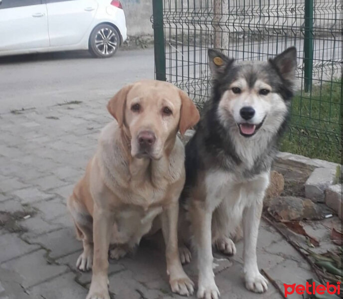 Labrador Retriever, Köpek  Karamel fotoğrafı