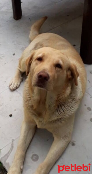 Labrador Retriever, Köpek  Karamel fotoğrafı