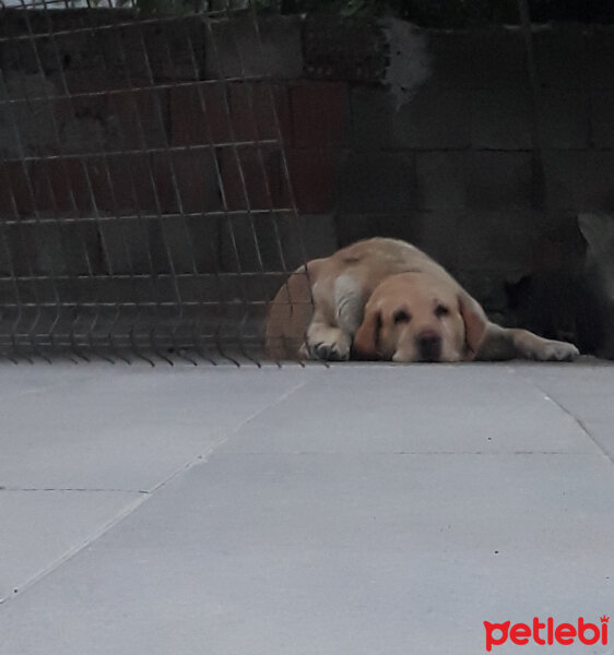 Labrador Retriever, Köpek  Karamel fotoğrafı