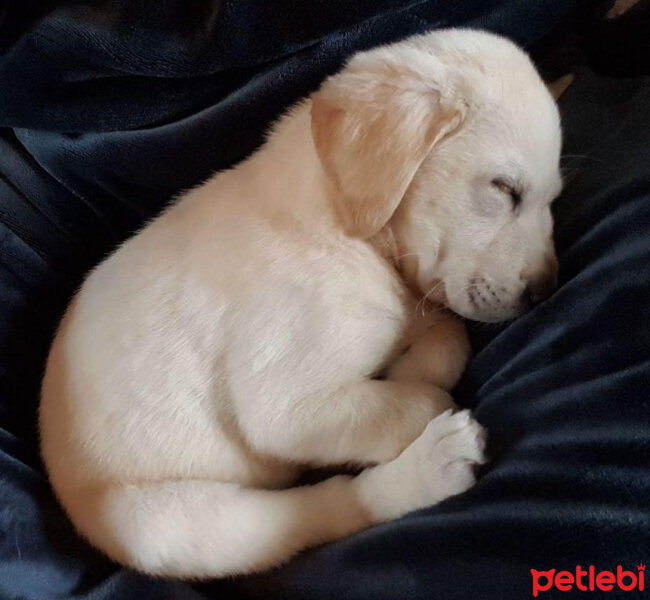 Labrador Retriever, Köpek  Karamel fotoğrafı