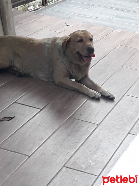 Labrador Retriever, Köpek  Karamel fotoğrafı