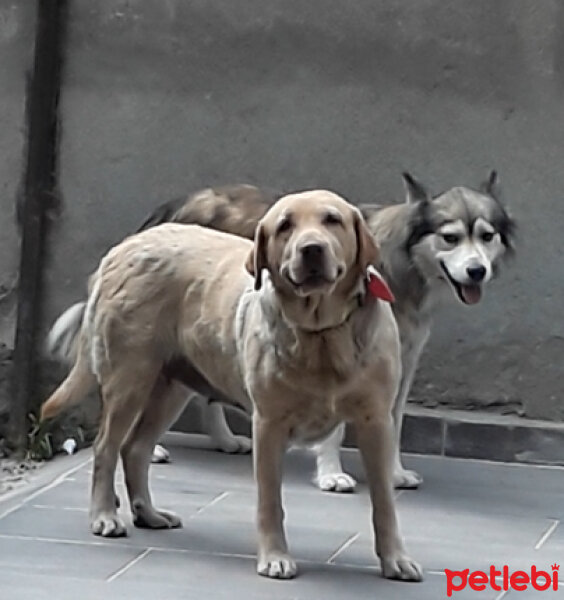 Labrador Retriever, Köpek  Karamel fotoğrafı