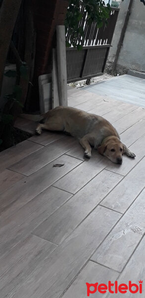 Labrador Retriever, Köpek  Karamel fotoğrafı