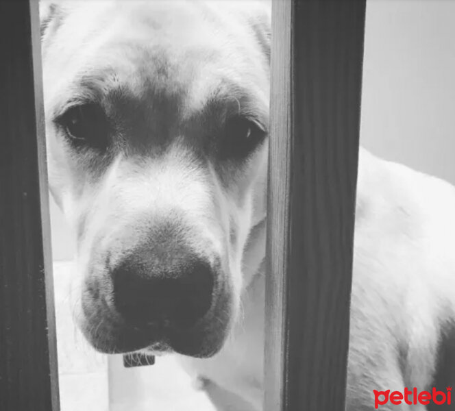 Labrador Retriever, Köpek  Karamel fotoğrafı