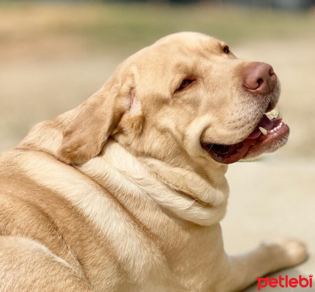 Labrador Retriever, Köpek  Karamel fotoğrafı