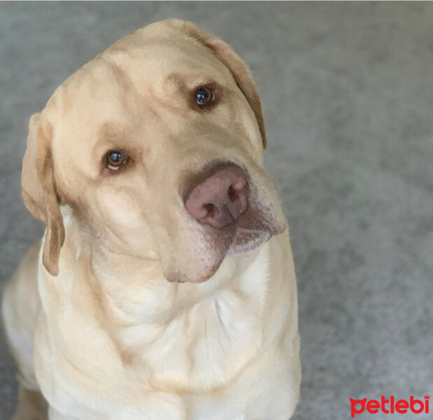 Labrador Retriever, Köpek  Karamel fotoğrafı