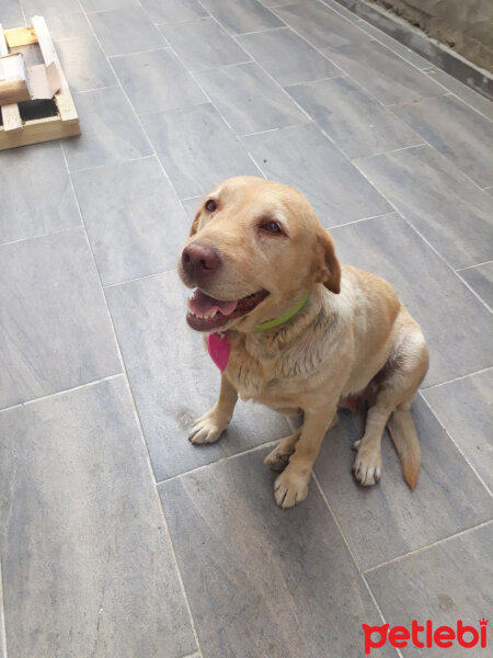 Labrador Retriever, Köpek  Karamel fotoğrafı