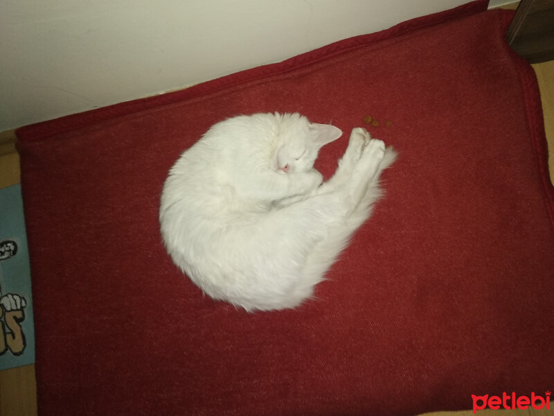 Ankara Kedisi, Kedi  Kaymak fotoğrafı