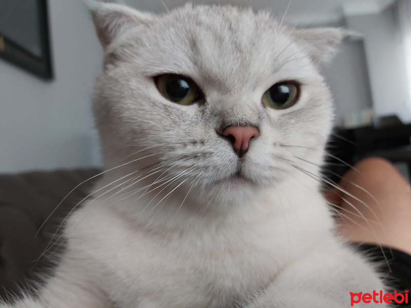 Scottish Fold, Kedi  Bulut fotoğrafı