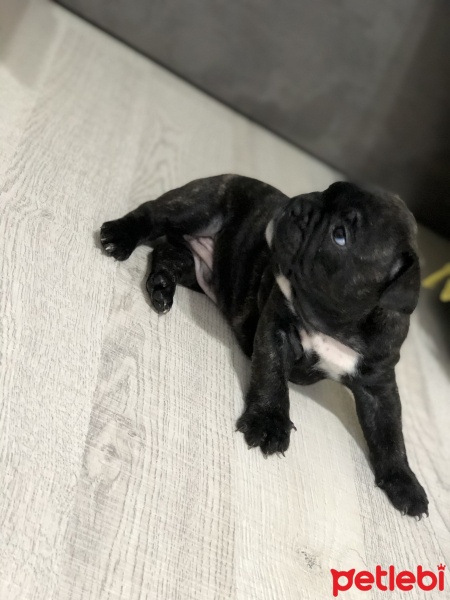 Fransız Bulldog, Köpek  Chapo fotoğrafı