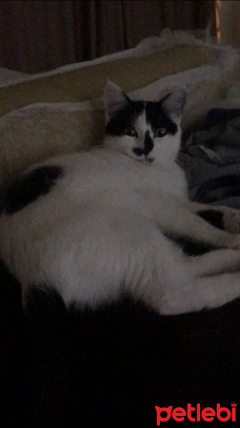 Tekir Kedi, Kedi  Coco fotoğrafı