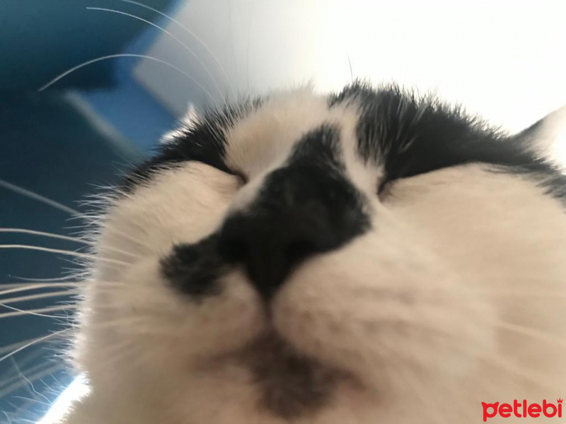 Tekir Kedi, Kedi  Coco fotoğrafı