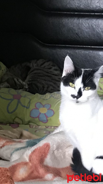 Tekir Kedi, Kedi  Coco fotoğrafı
