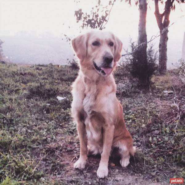 Golden Retriever, Köpek  Lucia fotoğrafı
