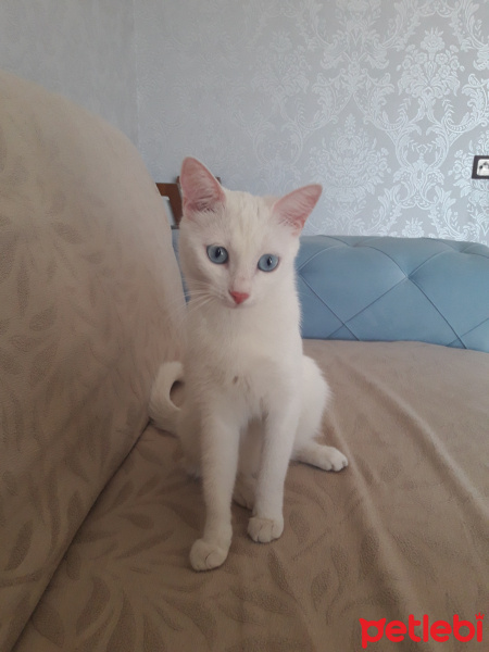 Ankara Kedisi, Kedi  Pamuk fotoğrafı