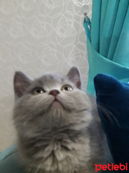 British Shorthair, Kedi  Pofuduk fotoğrafı